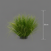 Iarbă ornamentală, Tip Ceapă cu frunze Curbate, 28 cm, Fără Ghiveci, Verde