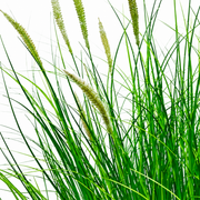 Plante d'herbe ornementale artificielle de type queue de renard, 67 cm, avec 25 épices, verte et blanche, sans pot