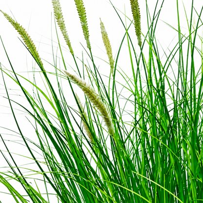 Plante d'herbe ornementale artificielle de type queue de renard, 67 cm, avec 25 épices, verte et blanche, sans pot