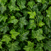 Ghirlandă Artificială din Iederă, 12 Ramuri x 72 Frunze, Verde