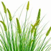 Plante ornementale artificielle de type queue de renard, 100 cm, avec 12 épices, verte, sans pot